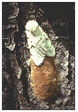 Female Moth and egg mass DCNR