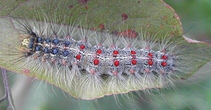 Early Stage Larval Caterpillar