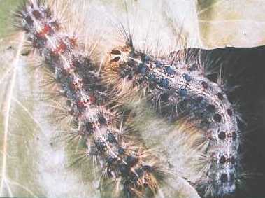 gypsy moth caterpillar