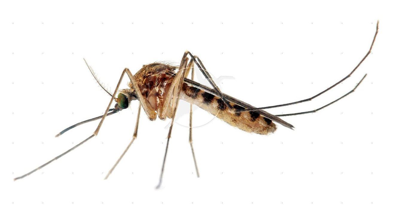 mosquitoes_Culex-mosquito-white-background