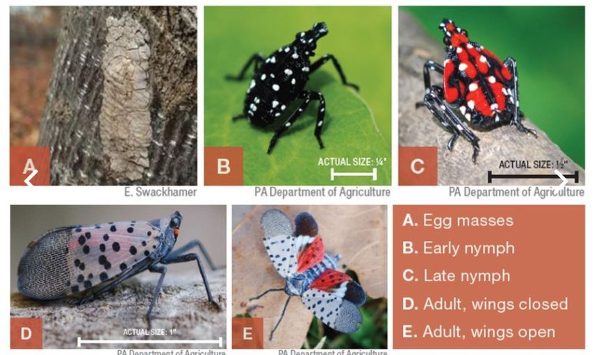 Spotted Lantern Fly_In_PA Stages