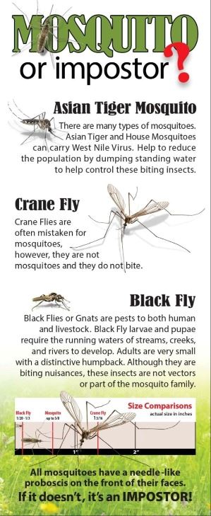 Mosquito or Impostor rack card-Front